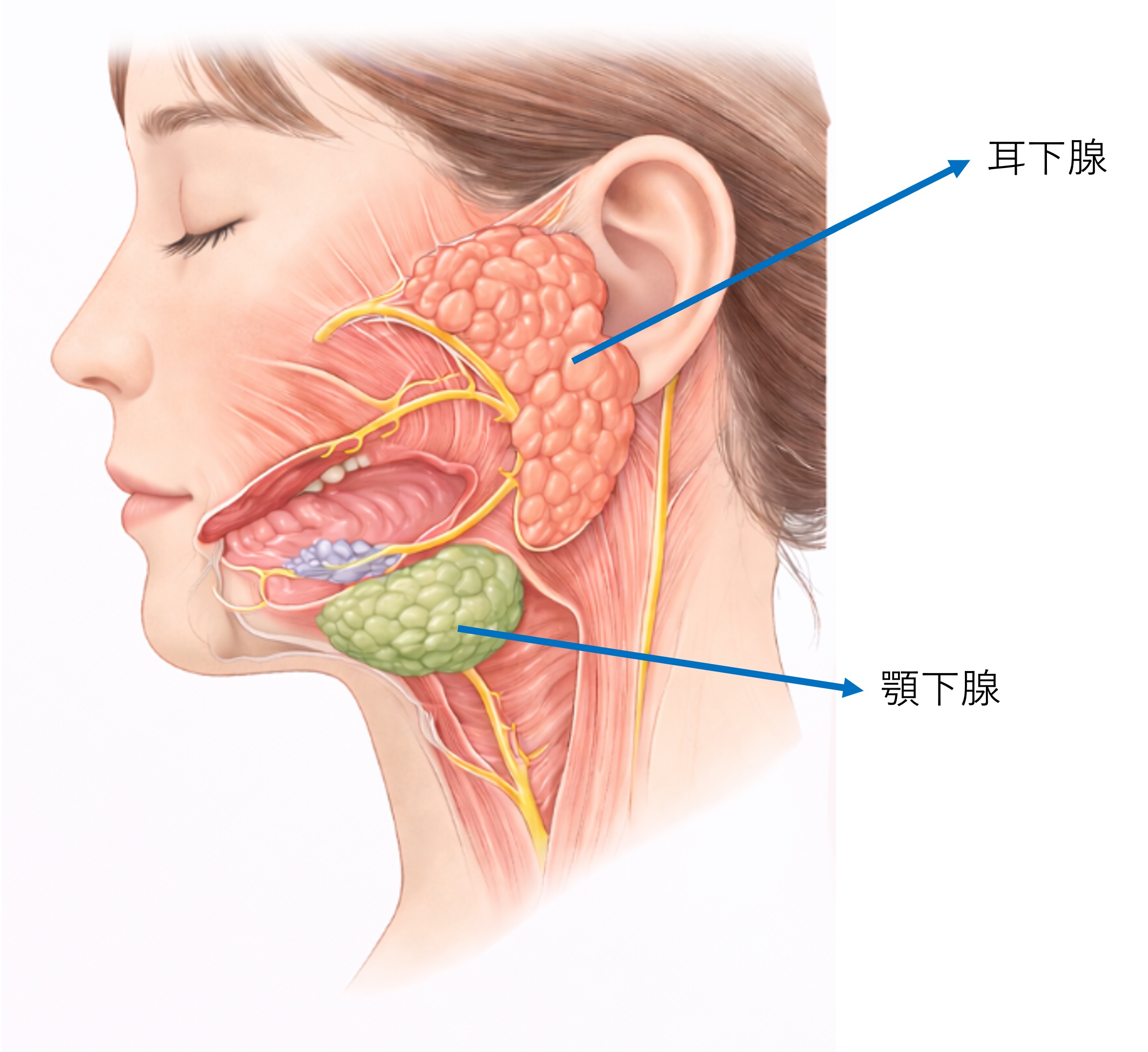 唾液腺の位置